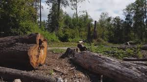 Best Tree Maintenance Programs  in Elsmere, KY