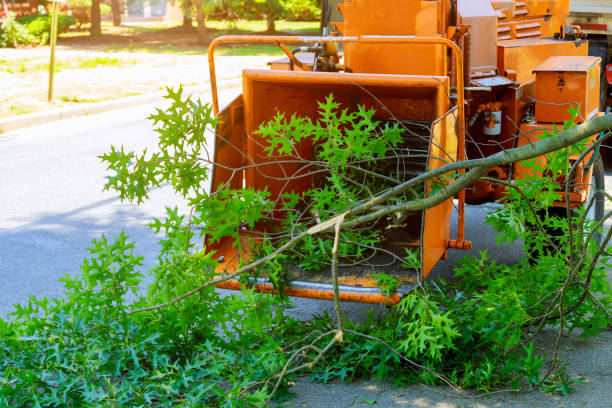 Best Lawn Disease Treatment  in Elsmere, KY