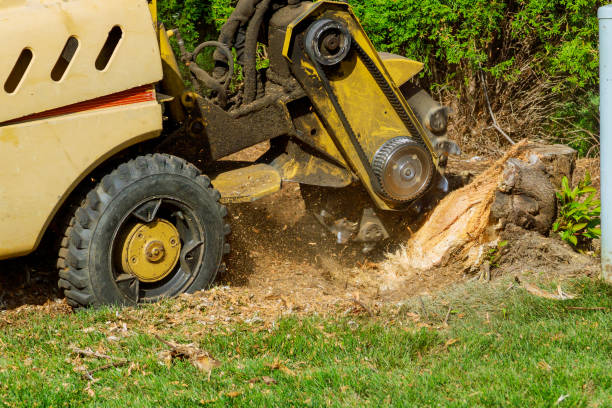 Best Hazardous Tree Removal  in Elsmere, KY