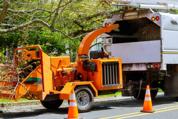 Best Tree Health Inspection  in Elsmere, KY