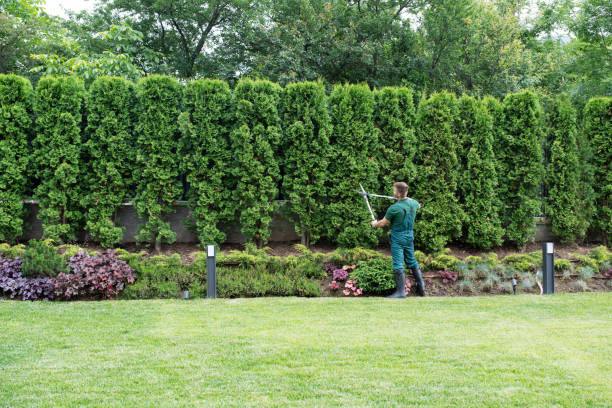 Best Tree Planting  in Elsmere, KY