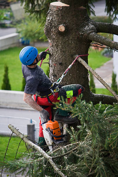 Best Fruit Tree Pruning  in Elsmere, KY