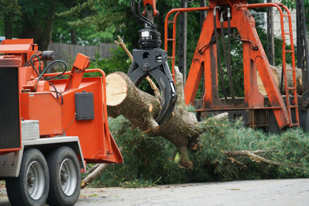 Trusted Elsmere, KY Tree Services Experts