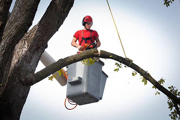 How Our Tree Care Process Works  in  Elsmere, KY